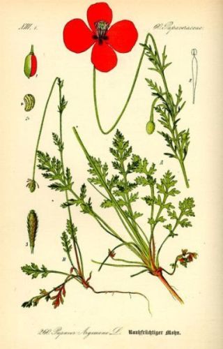 Argemone Prickly Poppy - Papaver argemone - мак колючий (вороний), щавель кобылий (колючий)
